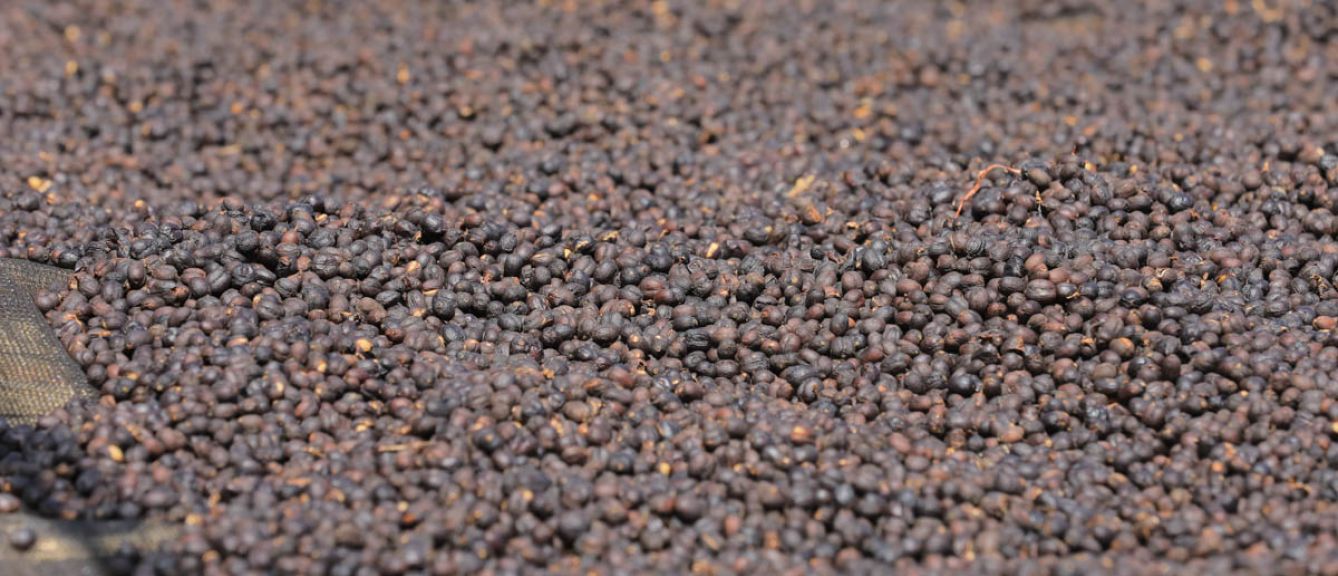 Ethiopia - Single Origin